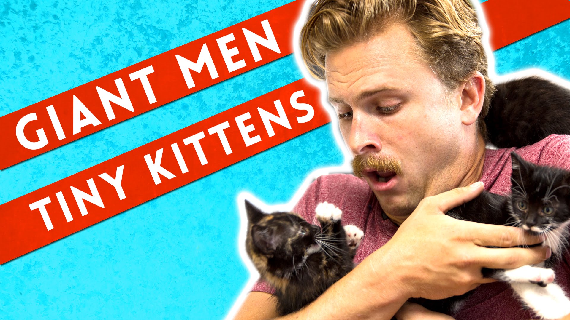 BuzzFeed kittens
